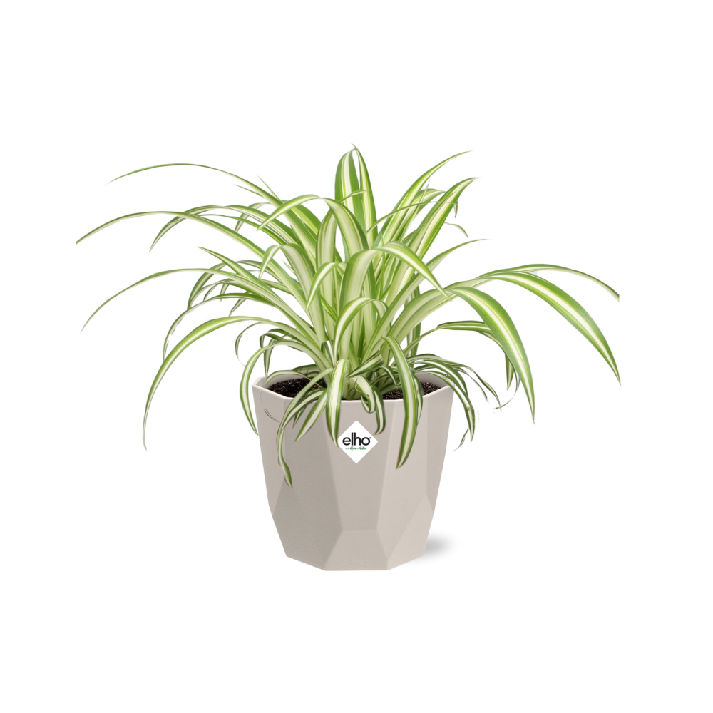 Chlorophytum Comosum Variegatum in ELHO b.for rock 14 cm warm grey
