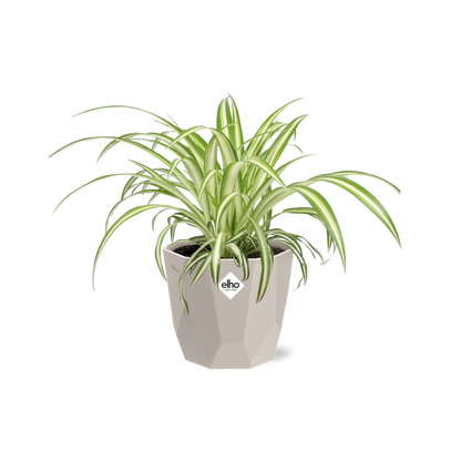 Chlorophytum Comosum Variegatum in ELHO b.for rock 14 cm warm grey