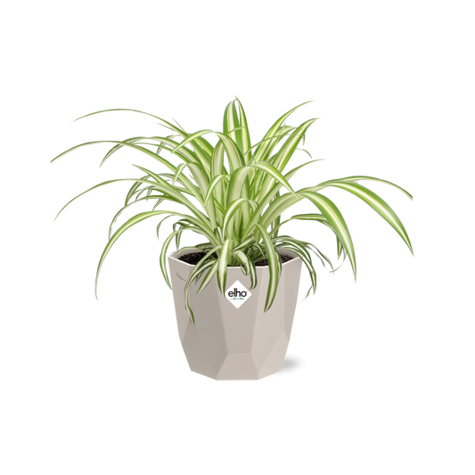 Chlorophytum Comosum Variegatum in ELHO b.for rock 14 cm warm grey