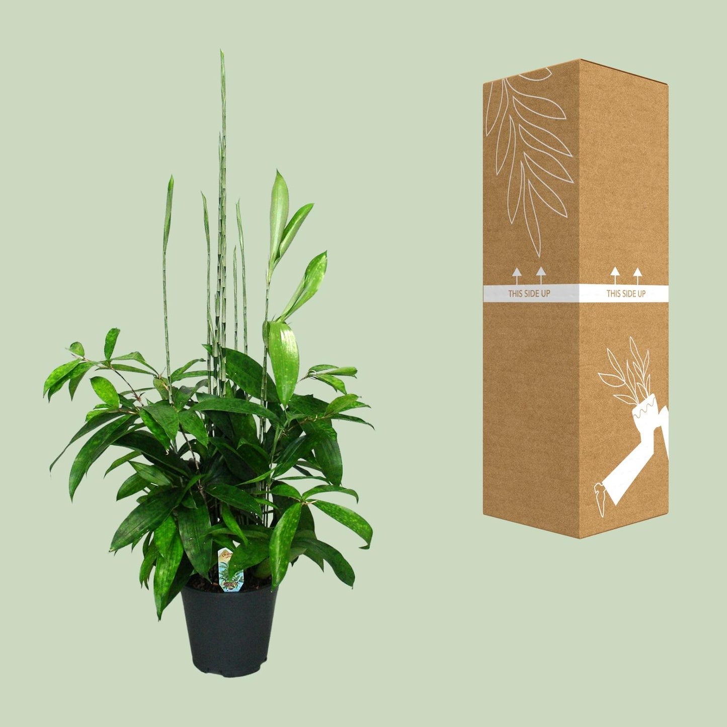 Dracaena Surculosa - Ø17cm - ↕60cm
