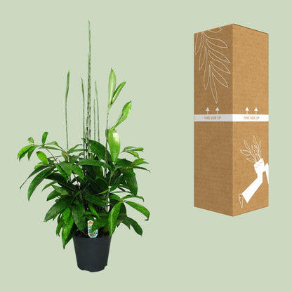Dracaena Surculosa - Ø17cm - ↕60cm