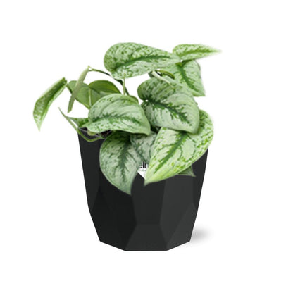 Scindapsus Pictus ‘Trebie’ in 14cm b.for rock living black