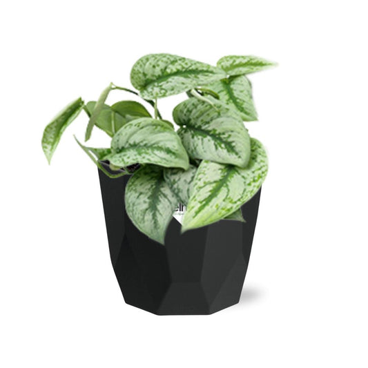 Scindapsus Pictus ‘Trebie’ in 14cm b.for rock living black