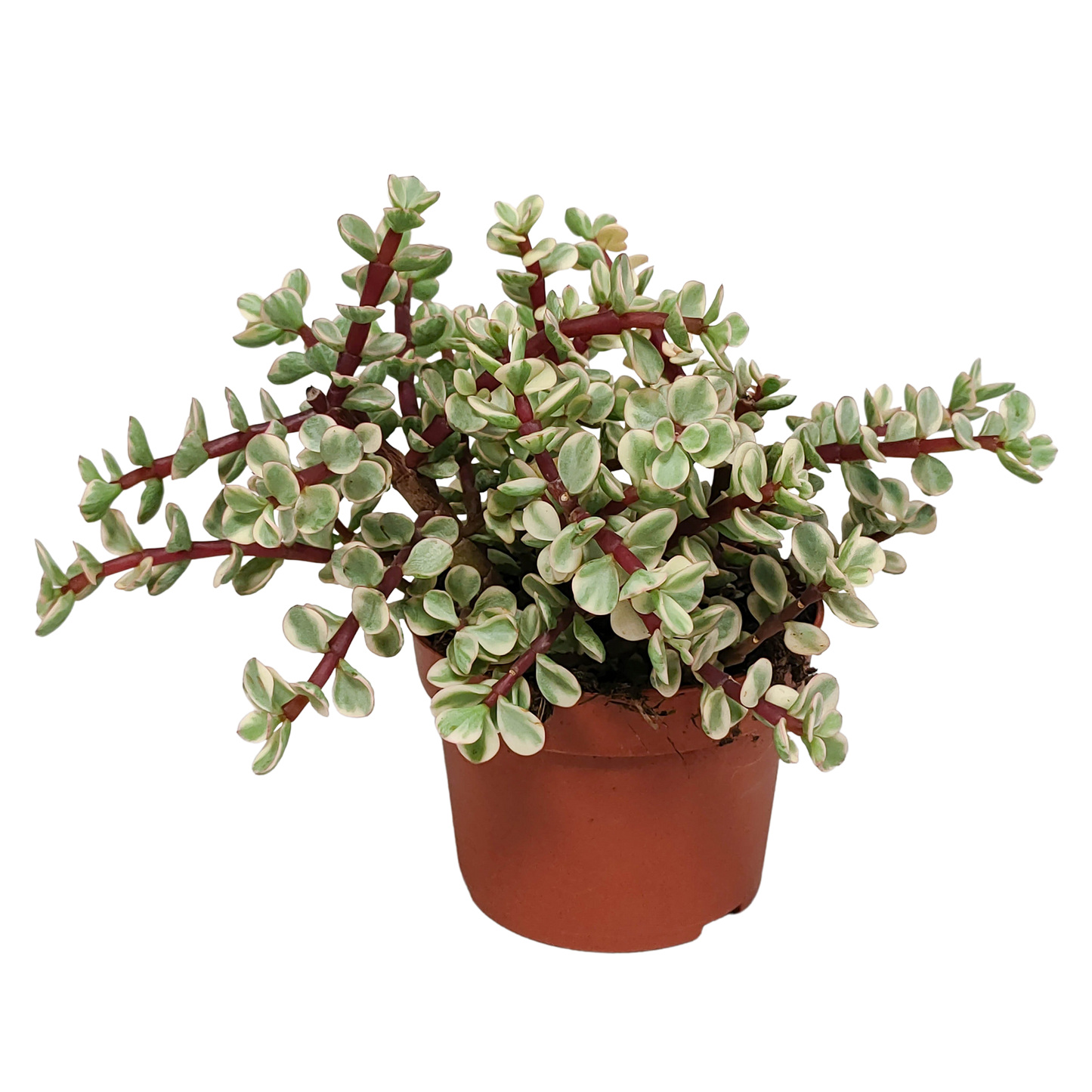 Speckbaum Variegata – Panaschierte pflegeleichte Sukkulente