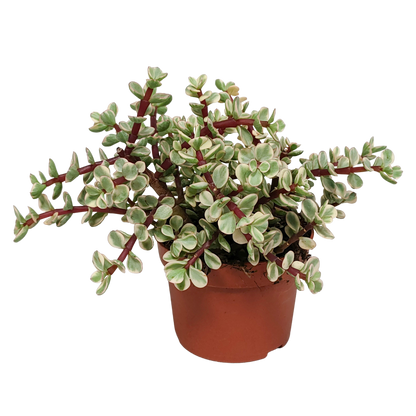 Speckbaum Variegata – Panaschierte pflegeleichte Sukkulente