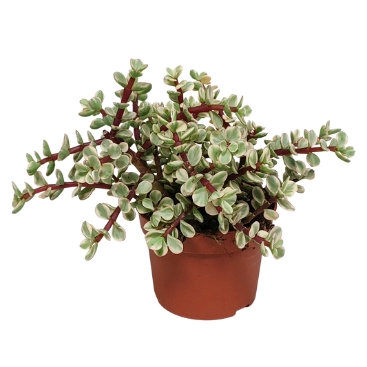 Speckbaum Variegata – Panaschierte pflegeleichte Sukkulente