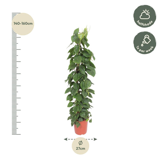 Kletter-Philodendron 150 cm – Herzblattpflanze für stilvolle Räume