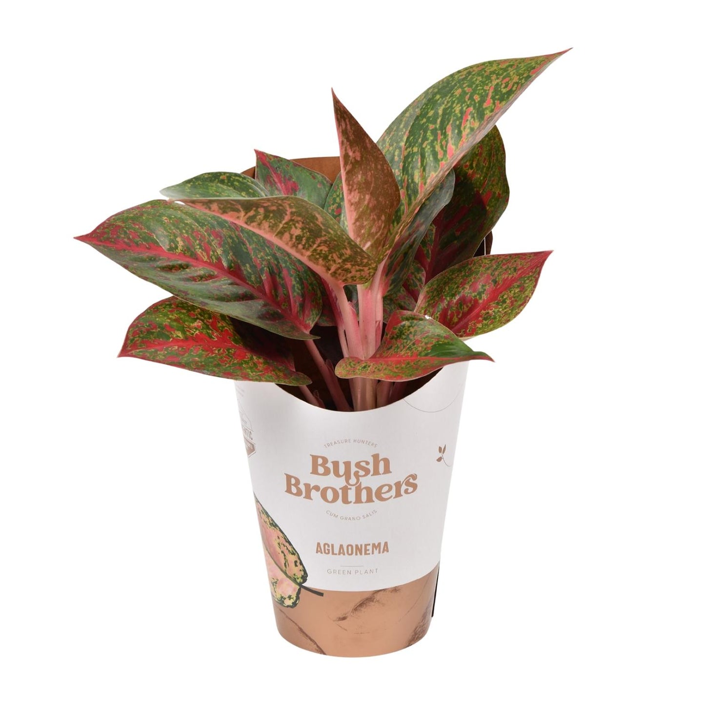 Aglaonema Dark Star - Ø12cm - ↕35cm