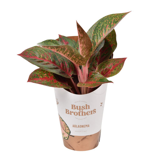 Aglaonema Dark Star - Ø12cm - ↕35cm