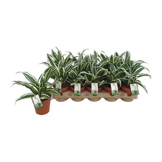 Dracaena White Jewel - Ø12cm - ↕25cm