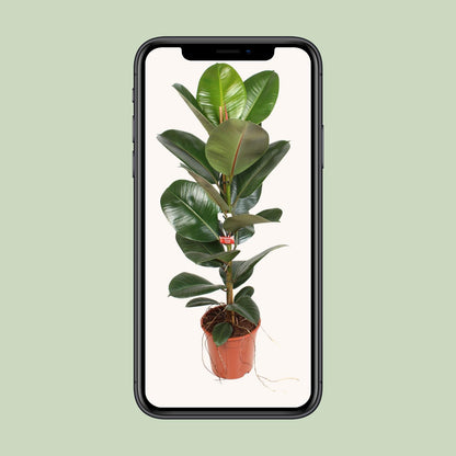 Ficus Elastica Robusta 21 Cm - Ø21cm - ↕95cm