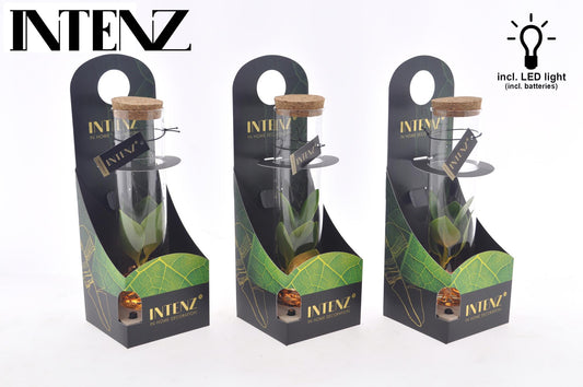 Clusia In Tube Glas + LED + Verpackung - Ø5cm - ↕10cm