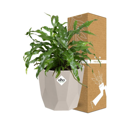 Microsorum Diversifolium in ELHO b.for rock 14 cm warm grey