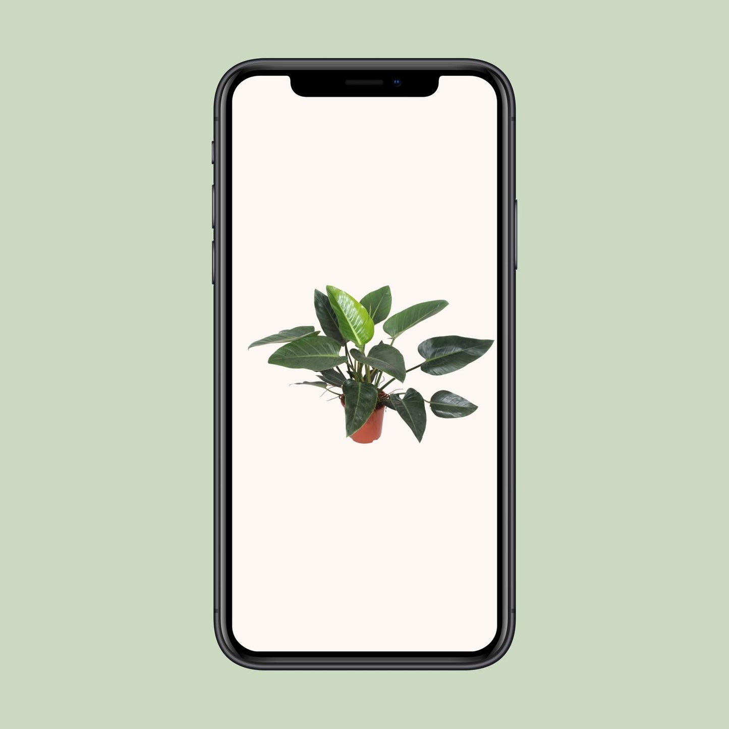 Philodendron Congo Green - Ø27cm - ↕90cm