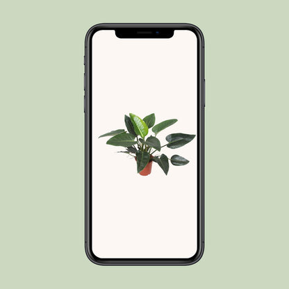 Philodendron Congo Green - Ø27cm - ↕90cm