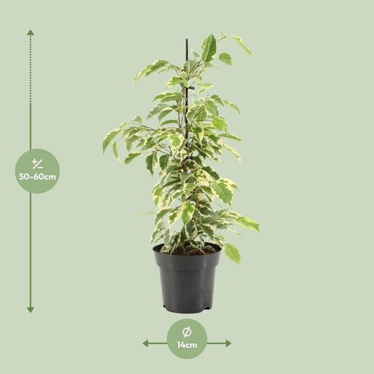 Ficus Benjamina Samantha - Ø14cm - ↕55cm