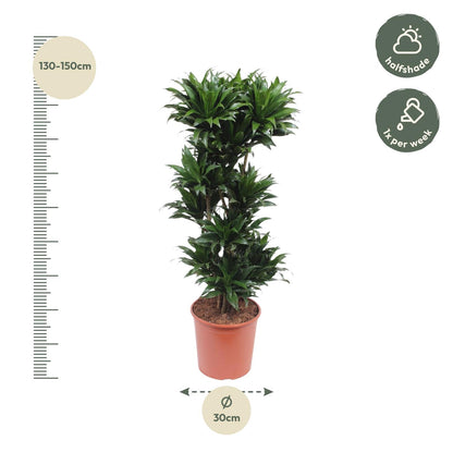 Drachenbaum Compacta 140 cm – Stilvolle, pflegeleichte Zimmerpflanze