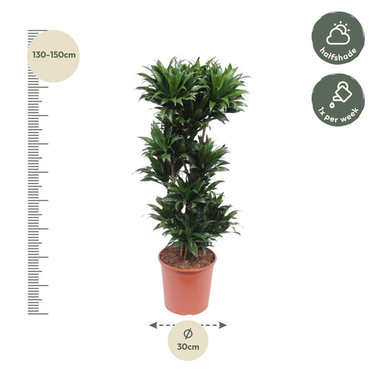 Drachenbaum Compacta 140 cm – Stilvolle, pflegeleichte Zimmerpflanze