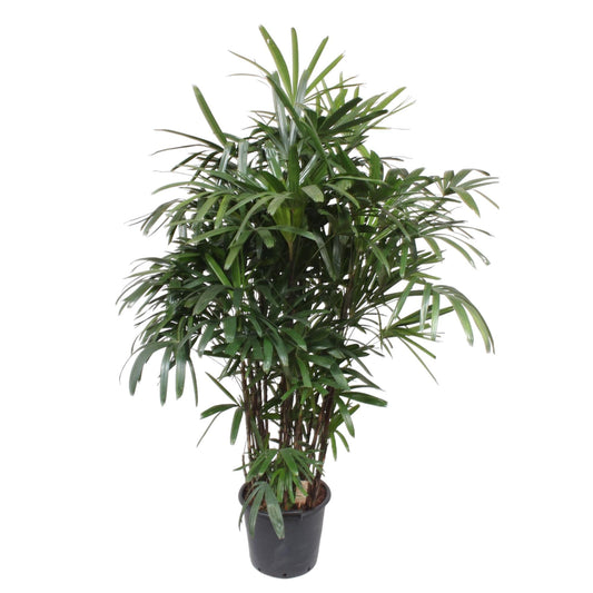 Damenpalme 190 cm – Elegante, pflegeleichte Zimmerpflanze