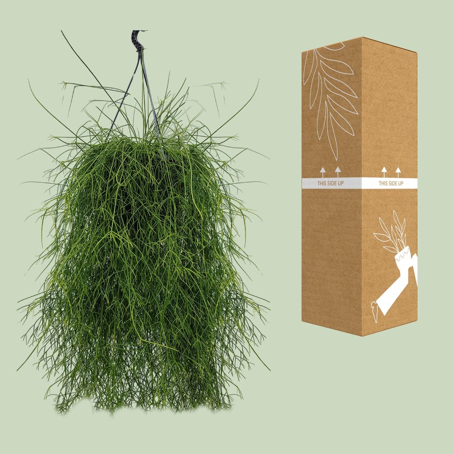 Rhipsalis Cassutha 25cm - Ø25cm - ↕60cm