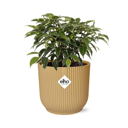 Ficus Benjamina Kinky in ELHO Vibes Fold 14cm geel