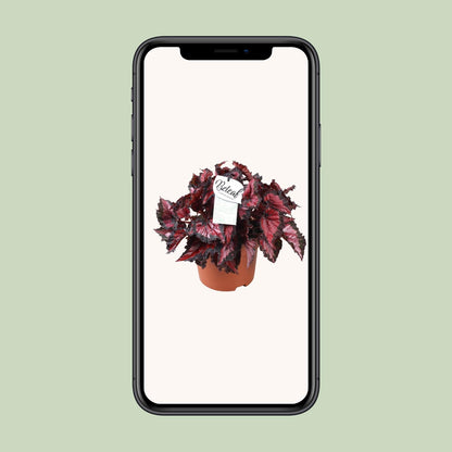 Begonia Beleaf Inca Night - Ø17cm - ↕35cm