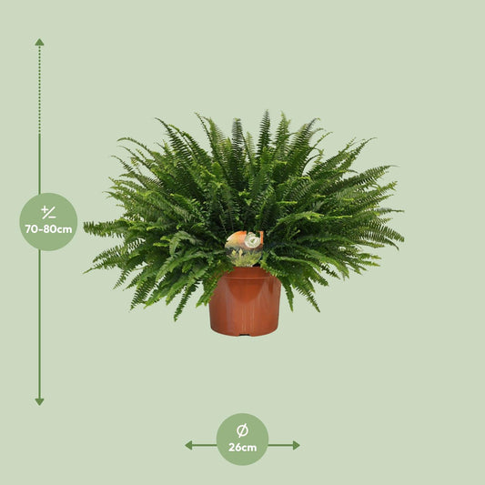 Nephrolepis Green Lady - Ø26cm - ↕80cm