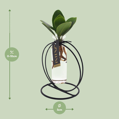 Clusia In Lima Glas + Ijzer - Ø5cm - ↕10cm