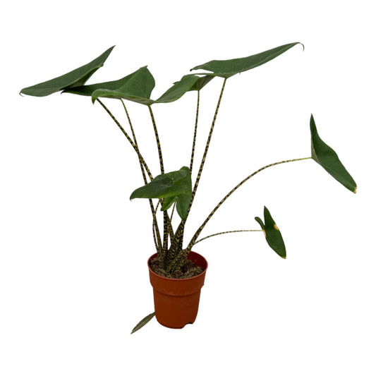 Alocasia Zebrina 80 cm – Exotische Zimmerpflanze