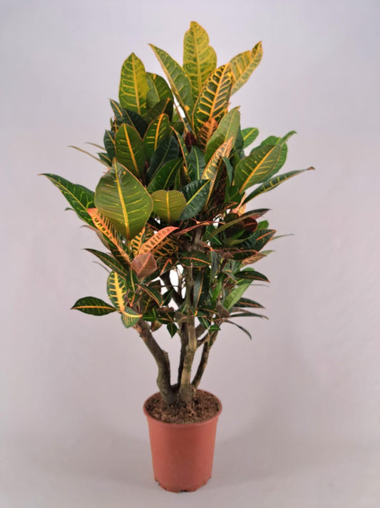 Croton Petra Vertakt - Ø21cm - ↕120cm