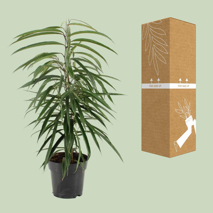 Ficus Binnendijkii Alii - Ø17cm - ↕70cm