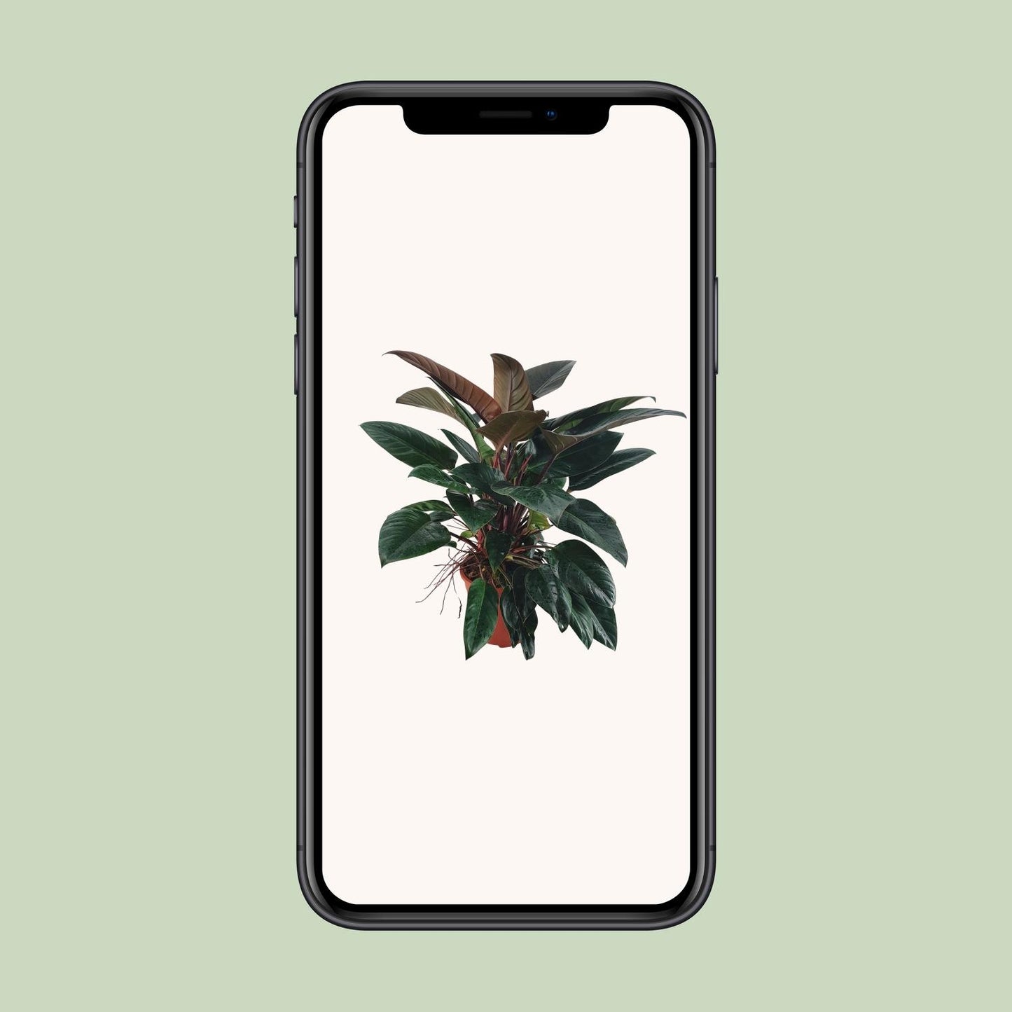 Philodendron Congo Rojo - Ø27 ↕100