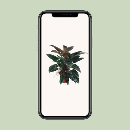 Philodendron Congo Rojo - Ø27 ↕100