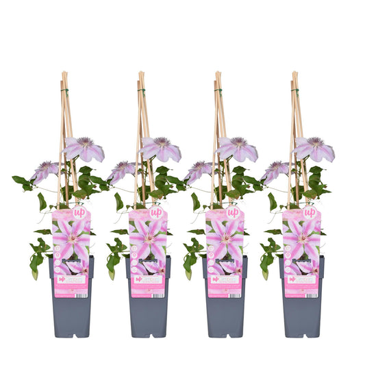 4x - Clematis Nelly Moser - ↨65cm - Ø15