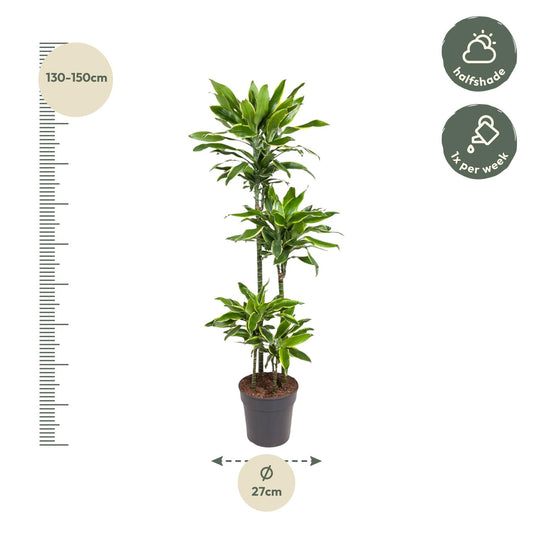 Drachenbaum Golden Coast – 140 cm – Pflegeleichte Zimmerpflanze