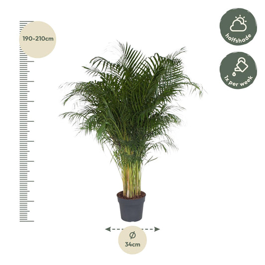 Goldfruchtpalme 200 cm – Tropische Areca-Palme für Innen & Außen