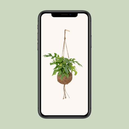 Kokodama Monstera Minima - Lochpflanze - Ø15cm - ↕25cm