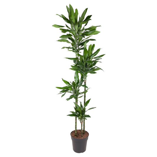Drachenbaum Janet Lind – 180 cm pflegeleichte Zimmerpflanze