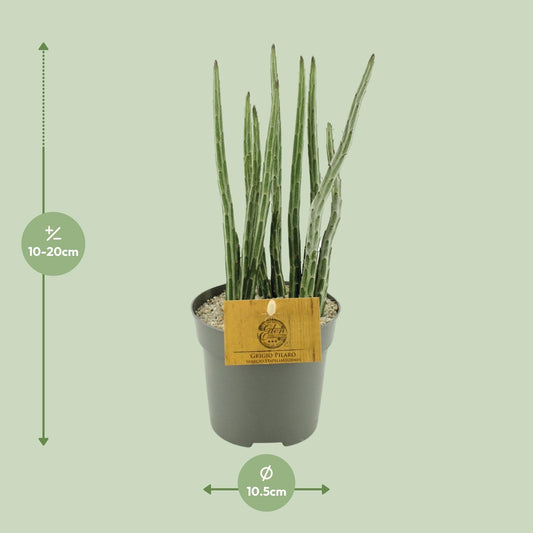 Senecio Stapeliaeformis - Ø10,5cm - ↕15cm