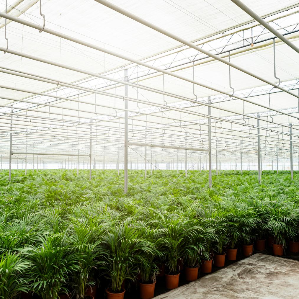Goldfruchtpalme Areca Palme – 130 cm, luftreinigend