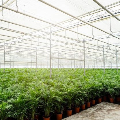 Goldfruchtpalme Areca Palme – 130 cm, luftreinigend