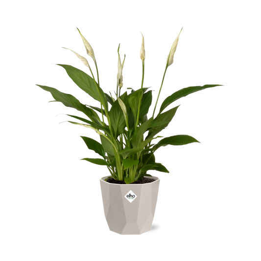 Spathiphyllum 12 Cm Torelli in ELHO b.for rock 14 cm warm grey