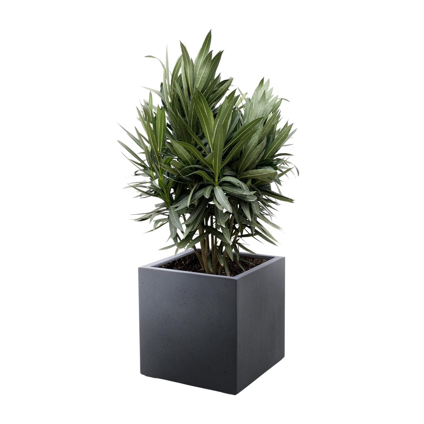 Oleander rot – Mediterrane Kübelpflanze 70 cm