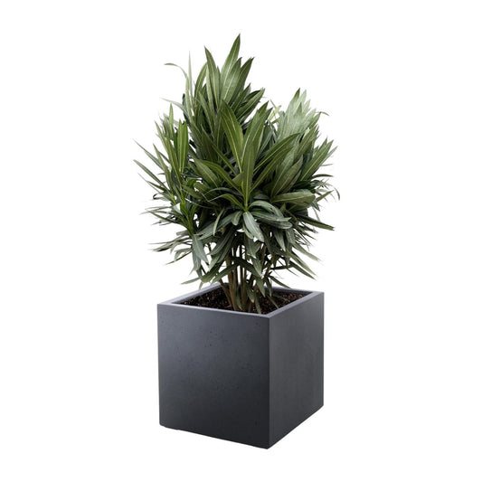 Oleander rot – Mediterrane Kübelpflanze 70 cm
