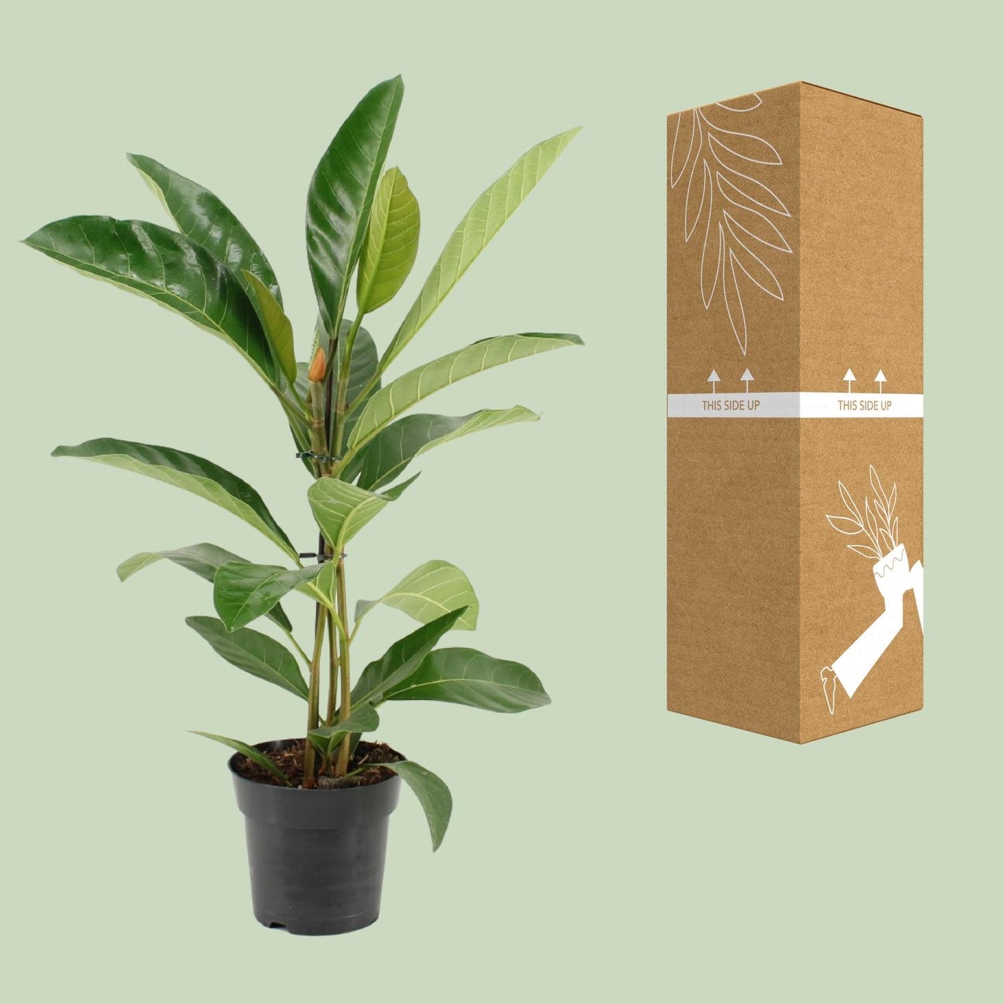 Ficus Benghalensis Roy (R) - Ø17cm - ↕70cm