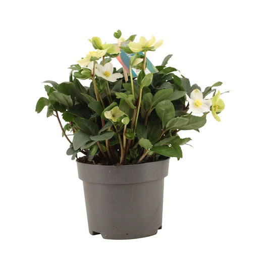 Helleborus Niger 'Advent Star Early' - Ø17cm - ↕32cm