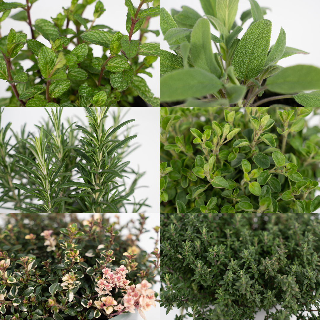 Tuinkruiden Mix (1 Stücke) - Ø14cm - ↕18cm