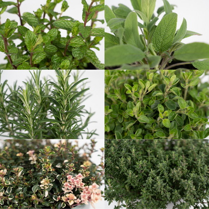 Tuinkruiden Mix (1 Stücke) - Ø14cm - ↕18cm