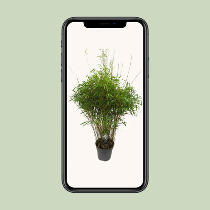 Fargesia 'rufa' - Niet-woekerende Bamboe - Ø27cm - ↕90cm