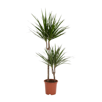 Drachenbaum Marginata 100 cm – Stilvolle Zimmerpflanze